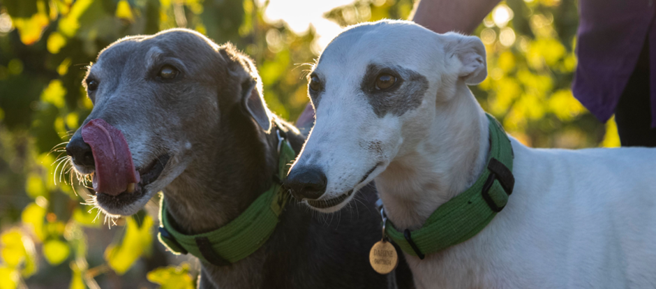 How a Greyhound Helped Craft Our Wine Business Ethos