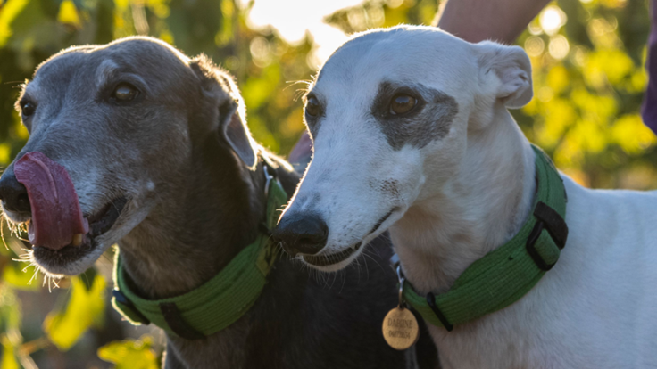 How a Greyhound Helped Craft Our Wine Business Ethos