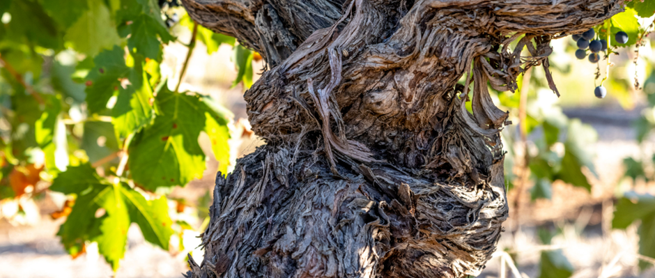 Discover Meslier Petit: Our Guide to this Rare White Grape